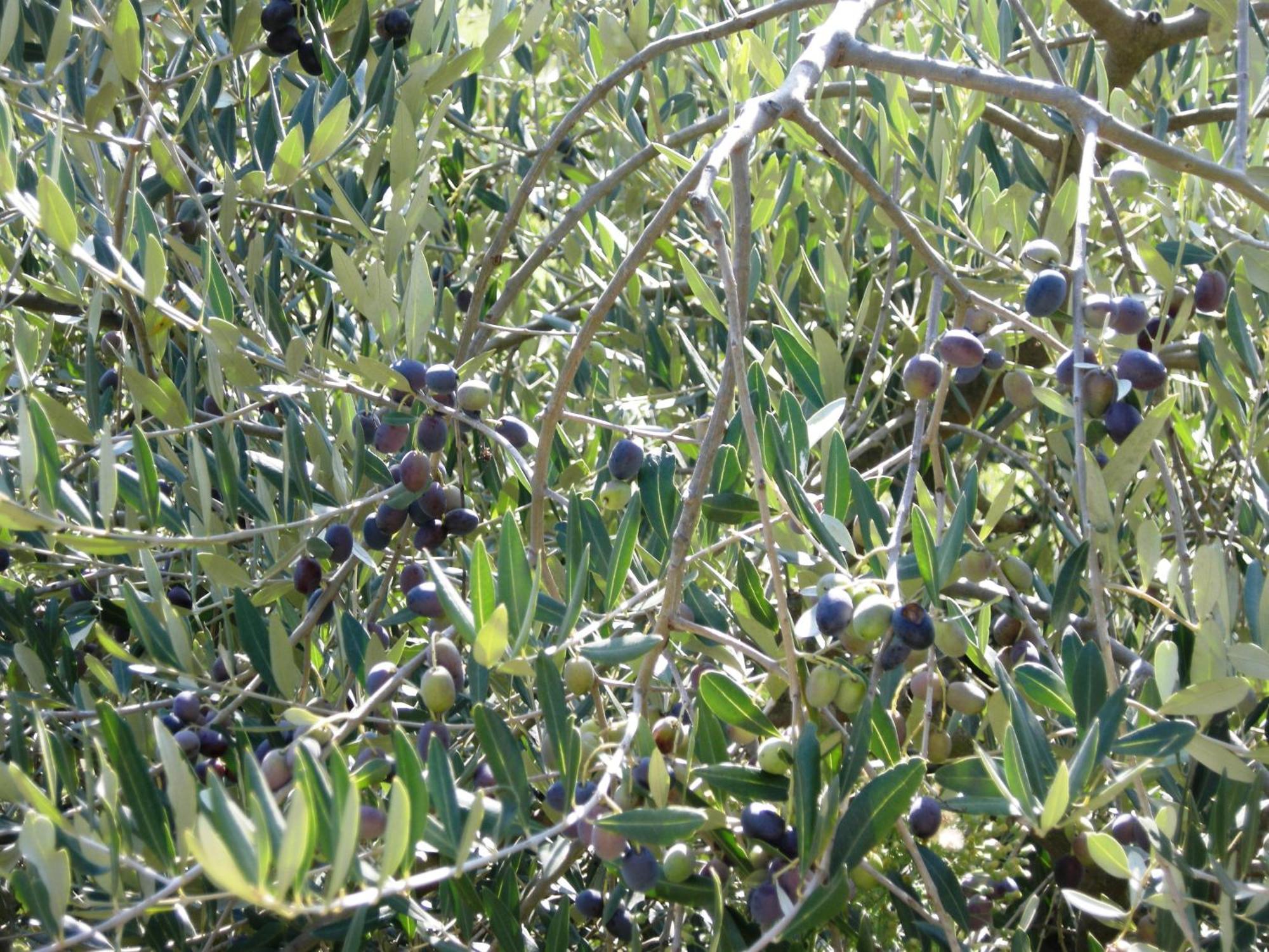 Agriturismo Tenuta La Fratta Bagni di Lucca Εξωτερικό φωτογραφία